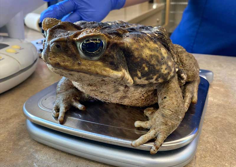 Carousel Slide 4: Exotic pet care!