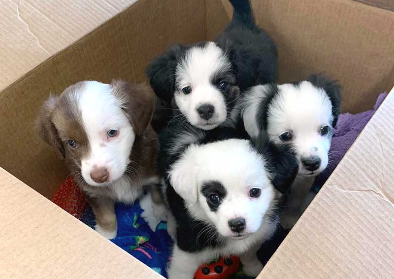 Carousel Slide 3: Dog veterinarians